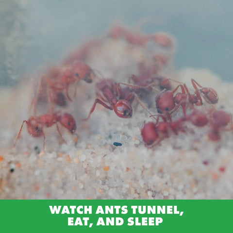 Ant Factory Classroom Ant Farm With Live Ants For Hands On STEM Learning At Home Kids Science Kit close-up of ants tunneling in habitat