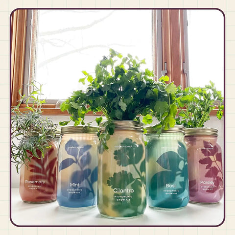 Dope Mason Garden Jar Self Watering Hydroponics Kit With Organic Herb Seeds For Indoor Parsley Garden Jar Planter Seed Starter And Home Decor Gift Idea with herbs.