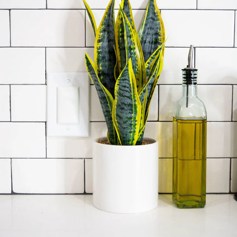 StayPut Double Outlet Plug Cover Set For All Outlets Kid Safe and Hard To Remove shown with plant and olive oil bottle