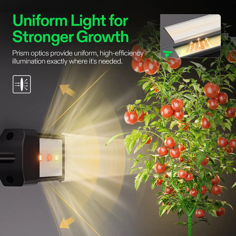 Lumaray Four Bar LED Grow Light Bars 16 Inch Full Spectrum Side Lighting With Red Enhancement in use on tomato plant