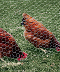 Heavy Duty Poultry Netting 2 Inch Chicken Wire Fence 20 Gauge Galvanized Steel Built Tough For Rabbits Birds And Garden Protection