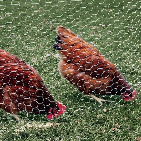Heavy Duty Poultry Netting 2 Inch Chicken Wire Fence 20 Gauge Galvanized Steel Built Tough For Rabbits Birds And Garden Protection