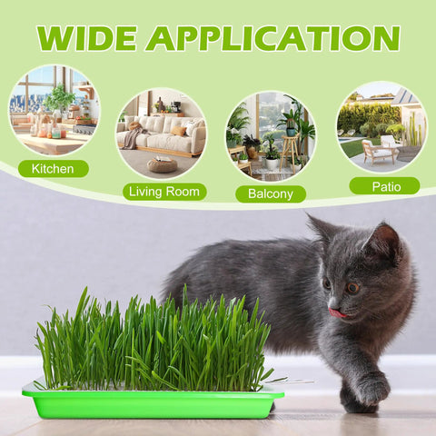 Cat near a green sprouter tray for Five Pack Seed Sprouter Tray Kit With Drain Holes For Germination Propagation BPA Free Soil Free