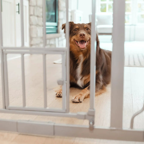 Dog lying near Extra Tall Walk-Through Pet Gate With Small Pet Door Expands From 29 To 36.5 Inches Wide Stands 36 Inches High