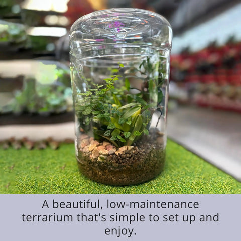 Glass Terrarium Jar With Lid 6x9 Inch Indoor Planter For Succulents Cacti Ferns Moss Reptiles Mini Fairy Moss Cool Tabletop Decoration For Home Office Kitchen Windowsill Garden Decor
