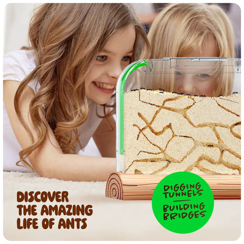 Children observing Ant Farm Kit For Kids And Curious Learners Complete Colony Setup With Sand Habitat And Living Ants Voucher Included