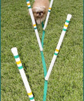 Small dog weaving through Six Thick Walled Weave Poles For Small Dogs Outdoor Agility Training with Pole Placer on grass