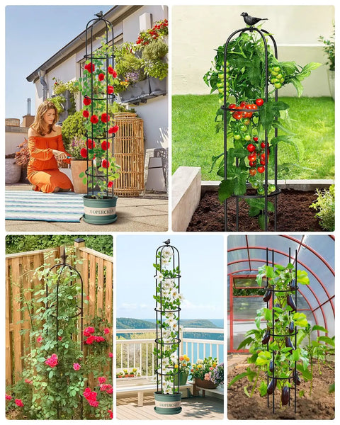 Double Pack Garden Obelisk Trellis For Climbing Plants Outdoor 6.2 Ft Support Cage With Tomatoes and Roses in Various Settings