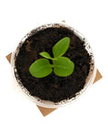 Seedling in recyclable cup from All In One Plant Growing Kit for Indoor Garden With 60 Plus Varieties Including Basil Lettuce Tomatoes And Strawberries