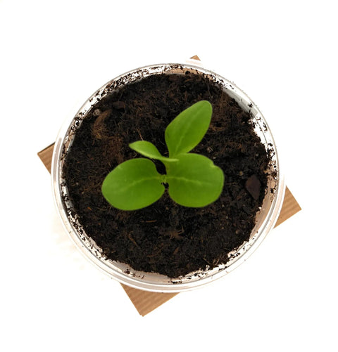 Seedling in recyclable cup from All In One Plant Growing Kit for Indoor Garden With 60 Plus Varieties Including Basil Lettuce Tomatoes And Strawberries