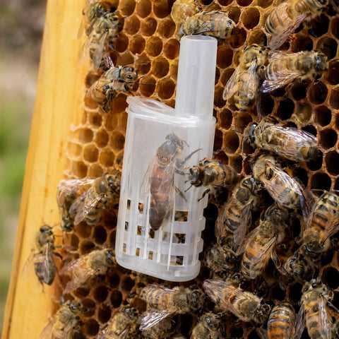 10 Pack Queen Bee Cage Isolator Clips for Beekeeping Lightweight Durable Plastic Queen Cage on honeycomb.