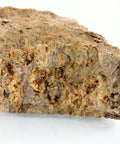Fossiliferous Limestone Hand Sample Approximately Three Inch Sedimentary Rock With Visible Fossils for classrooms and labs