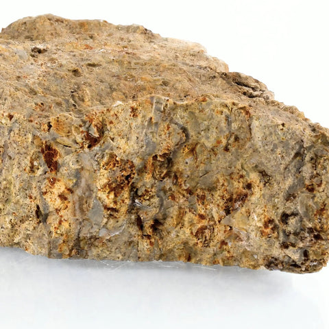 Fossiliferous Limestone Hand Sample Approximately Three Inch Sedimentary Rock With Visible Fossils for classrooms and labs