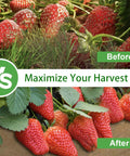 Image showing comparison of strawberry growth with Biodegradable Garden Weed Barrier Paper Roll For Outdoor Gardens And Lawns, Thickened Tear Resistant Landscape Paper, Heavy Duty Mulch Mat For Weed Control, 3 X 100 Ft. Before and After results emphasizing increased yield.