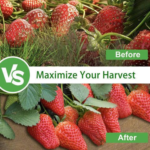 Image showing comparison of strawberry growth with Biodegradable Garden Weed Barrier Paper Roll For Outdoor Gardens And Lawns, Thickened Tear Resistant Landscape Paper, Heavy Duty Mulch Mat For Weed Control, 3 X 100 Ft. Before and After results emphasizing increased yield.