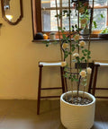 3 Pack 4 Foot Bamboo Trellis Fan Shaped Plant Support in indoor setting with climbing plant in white pot near window