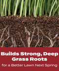 Fall Lawn Fertilizer Sets Up Solid Roots For Serious Recovery From Summer Slump And Heat Stress Delivering Nourishment To Thicken And Deepen Your Grass While Preparing Your Yard To Shine Bright When Spring Arrives showing healthy grass roots in soil.