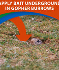 Gopher half-submerged in burrow with arrow indicating Go Die Gopher Bait For Pocket Gophers Strychnine Treated Grain Bait application.