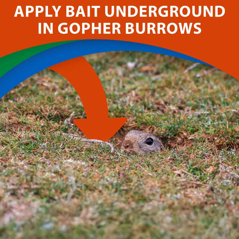 Gopher half-submerged in burrow with arrow indicating Go Die Gopher Bait For Pocket Gophers Strychnine Treated Grain Bait application.