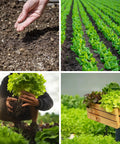 Over 20,000 Lettuce Seeds Pack With 10 Fresh Varieties For Indoor Or Outdoor Growing No Fuss Easy Grow For Beginners