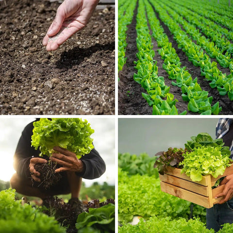 Over 20,000 Lettuce Seeds Pack With 10 Fresh Varieties For Indoor Or Outdoor Growing No Fuss Easy Grow For Beginners
