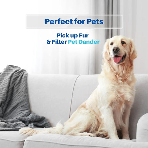Golden retriever on sofa emphasizing 12 Pack Vacuum Bags For Kenmore Q C 5055 50557 50558 400 Series 600 Series And Panasonic C5