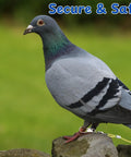 Pigeon wearing bird diaper harness and leash set for small to medium birds breathable cotton super comfy fit with adjustable Velcro straps.