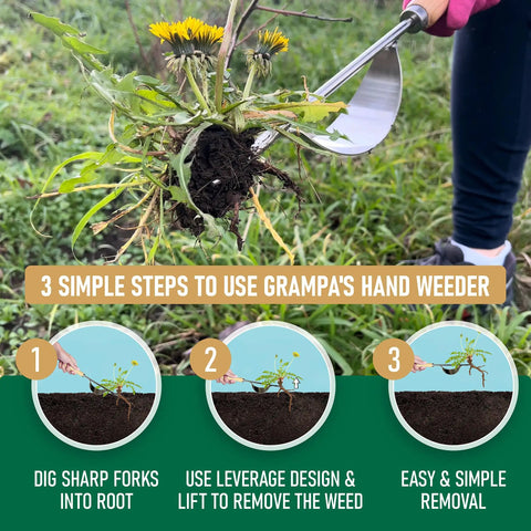 Lightweight Hand Weeder Tool For Garden Weeding With V Shaped Forks Easy Root Removal Durable Stainless Steel Build in use on dandelion