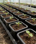 Two Inch Square Seedling Pots Pack Of 50 Dual Color Clear And Black With Drainage Holes For Seed Germination Root View And Light Blocking Ideal For Indoor Starts On Windowsills displaying sprouting plants in black pots.