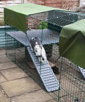 Rabbit on ramp inside outdoor wire enclosure with green tarp cover