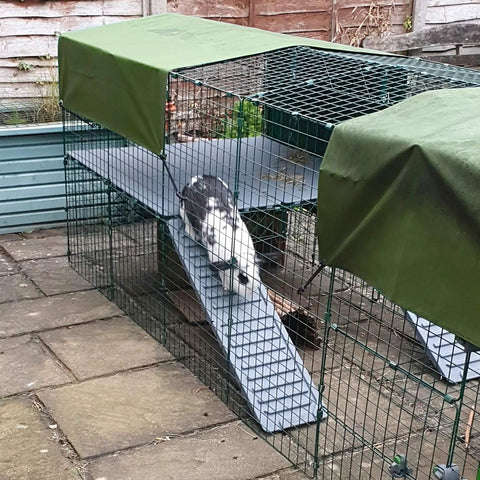 Rabbit on ramp inside outdoor wire enclosure with green tarp cover
