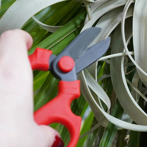 Person using Floral Scissors Set Of 3 With Carbon Steel Blades For Precise Flower Pruning And Arranging on plant.
