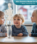 Children examining 17 Inch Portable Skeleton Anatomy Model With Movable Skull, Arms And Legs For Education And Teaching.