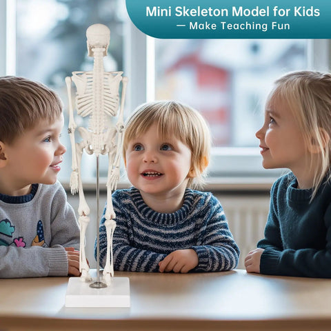 Children examining 17 Inch Portable Skeleton Anatomy Model With Movable Skull, Arms And Legs For Education And Teaching.