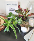 Six Pack Live Indoor Houseplants In Two Inch Pots With A Rotating Variety Of Pothos, Peperomia, Spider Plant, Croton, Ficus, Syngonium, Begonia And More displayed on a table.