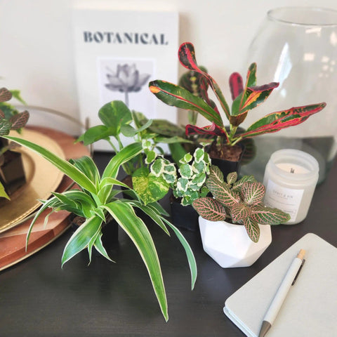 Six Pack Live Indoor Houseplants In Two Inch Pots With A Rotating Variety Of Pothos, Peperomia, Spider Plant, Croton, Ficus, Syngonium, Begonia And More displayed on a table.