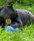 A bear interacting with a BV475 Trek Portable Bear Resistant Canister For Backpackers With A Mid Size Design Shorter Height And Rounded Corners