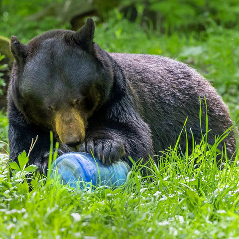 A bear interacting with a BV475 Trek Portable Bear Resistant Canister For Backpackers With A Mid Size Design Shorter Height And Rounded Corners