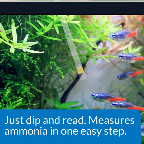 Ammonia Test Strips For Freshwater And Saltwater Tanks used in aquarium with fish swimming and green plants.