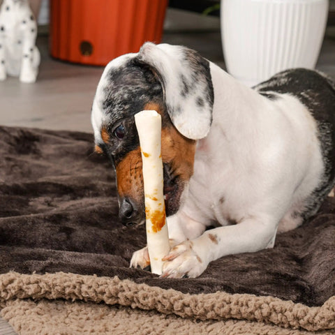 Dog chewing American Beefhide 5 Inch Chip Rolls Dog Chew Treats With Real Beef Meat Wrap on brown mat