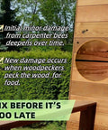 Wood siding with initial minor damage from carpenter bees and text about woodpecker damage prevention with repair kit.