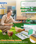 Backyard No Sweat Automatic Chicken Feeder With Forty Pound Capacity For Flocks Of Twelve Rat Proof Galvanized Steel in use with chickens.