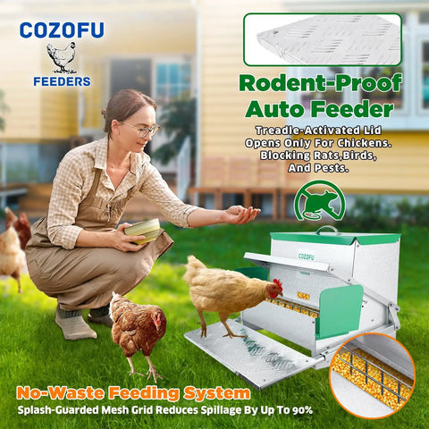 Backyard No Sweat Automatic Chicken Feeder With Forty Pound Capacity For Flocks Of Twelve Rat Proof Galvanized Steel in use with chickens.