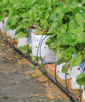 1640 Feet One Quarter Inch Drip Irrigation Tubing Kit For Garden And Lawn No Fuss Setup Drip Line Watering System in use in garden