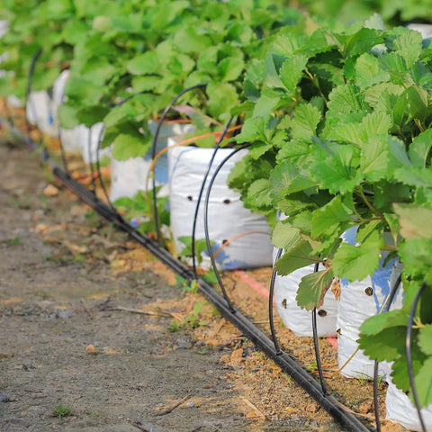 1640 Feet One Quarter Inch Drip Irrigation Tubing Kit For Garden And Lawn No Fuss Setup Drip Line Watering System in use in garden