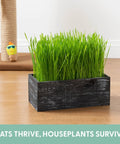 Cat Grass Kit With Rustic Black Wooden Planter, Organic Cat Grass Seeds And Soil, Easy To Grow Indoor Cat Grass