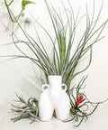Odin Gift Box Air Plants Set Of 5 With Tillandsia Juncea Fasciculata Tricolor Xerographica Caput Medusae Brachycaulus Multiflora in white vase
