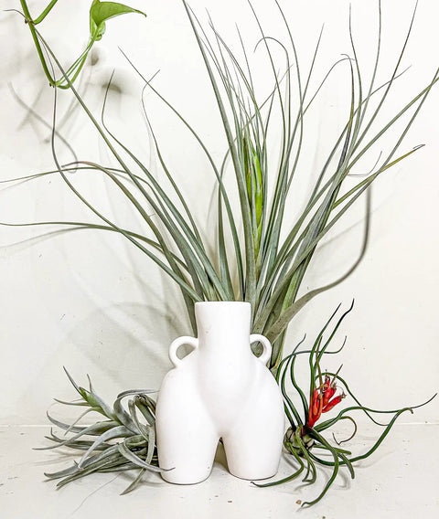 Odin Gift Box Air Plants Set Of 5 With Tillandsia Juncea Fasciculata Tricolor Xerographica Caput Medusae Brachycaulus Multiflora in white vase