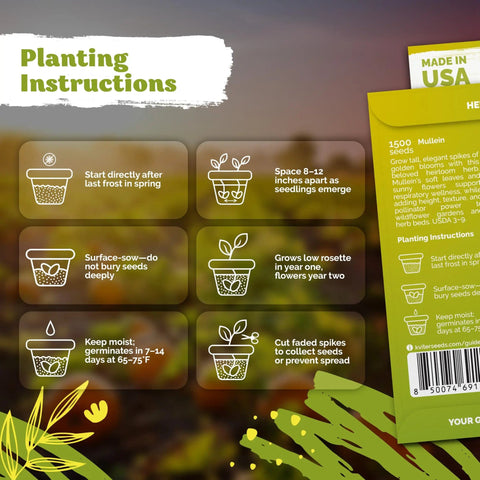 Planting instructions for 1,500 Yard Ready Mullein Seeds For Planting Verbascum Thapsus Heirloom Organic Non GMO US Grown