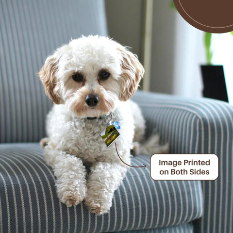 Small white dog on striped chair wearing Cartoon Ocean Rowing Man Key Chain from set of 6